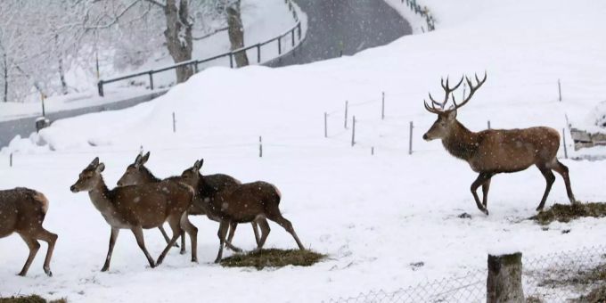 Wegen Schneefall - Graubünden füttert Wildtiere
