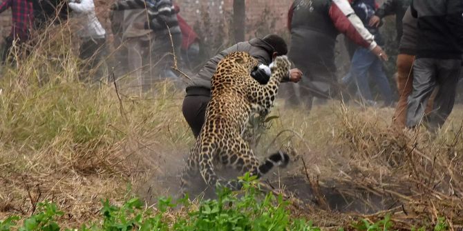 Ein Leopart in Indien attackiert einen Mann.