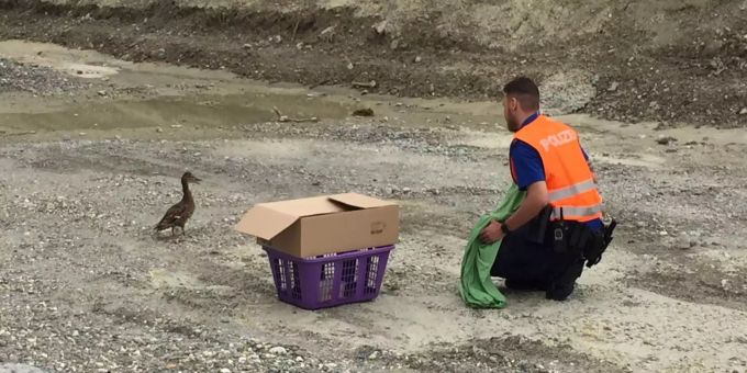 Die Tiere waren auf einer Wanderschaft auf Abwege geraten. Die Tiere waren auf einer Wanderschaft auf Abwege geraten.