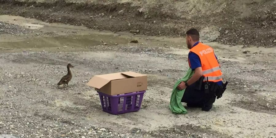 Die Tiere waren auf einer Wanderschaft auf Abwege geraten.