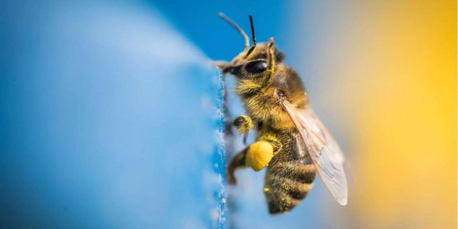 3.5 Prozent der Schweizer Bevölkerung reagieren allergisch auf Bienen-Gift.