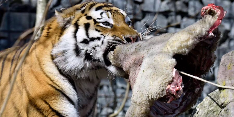 Ein wilder Tiger veletzt zwei Männer und tötet eine Frau.