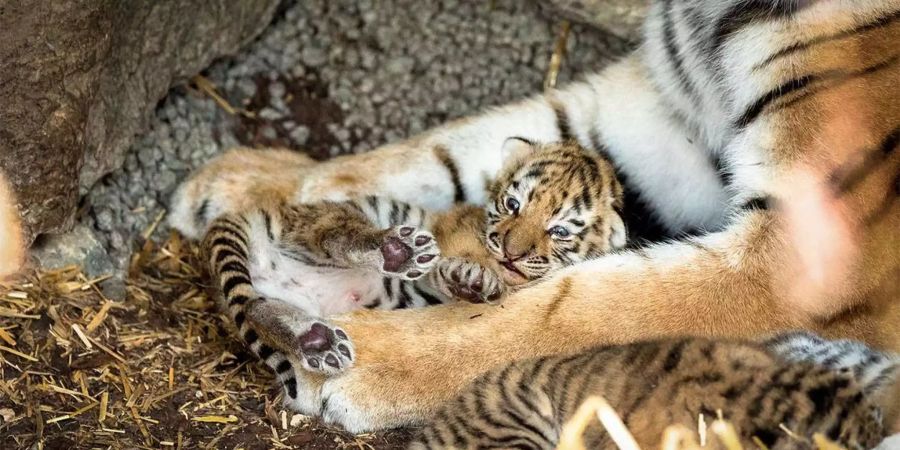 Im Walter Zoo in Gossau SG gibt es zurzeit 120 verschiedene Tierarten.