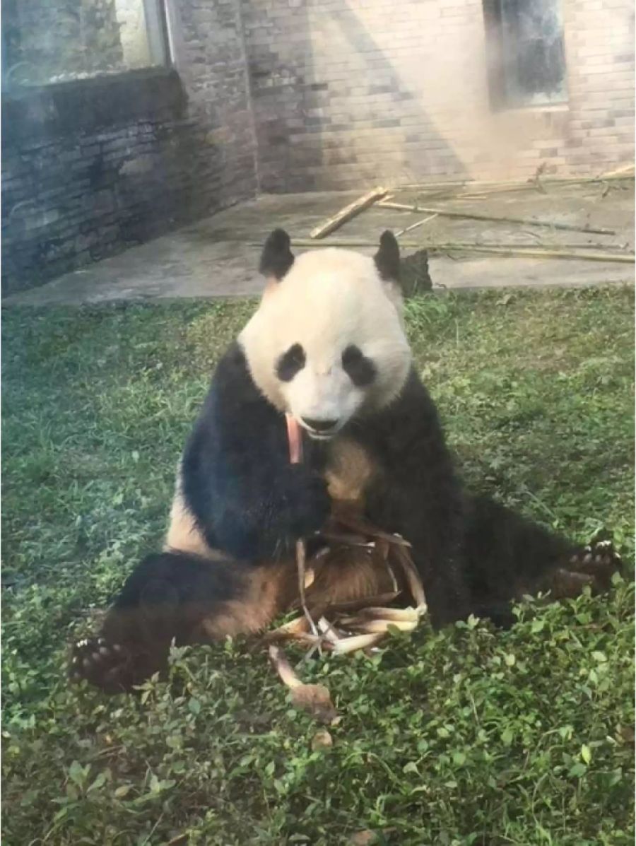 Jin Baobao (neuer Name: Lumi) im finnischen Zoo.