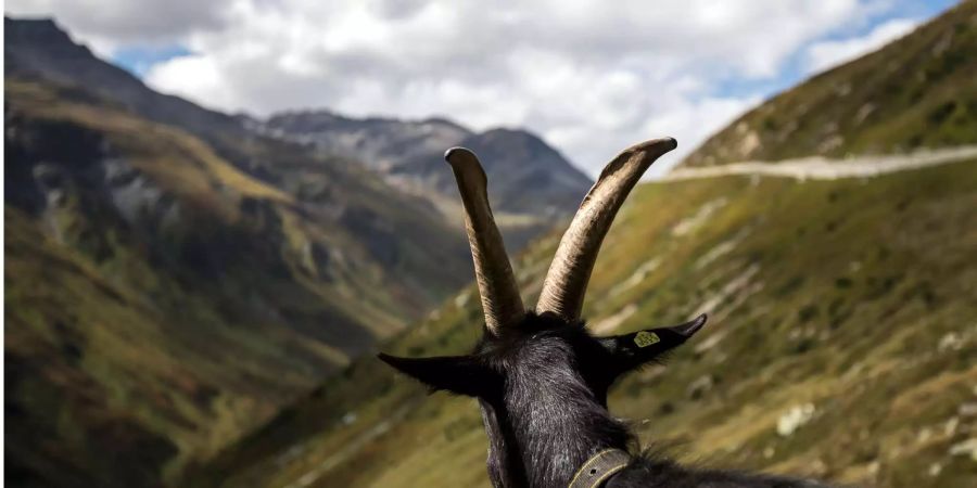 Eine Ziege blickt über die Berglandschaft hinaus.