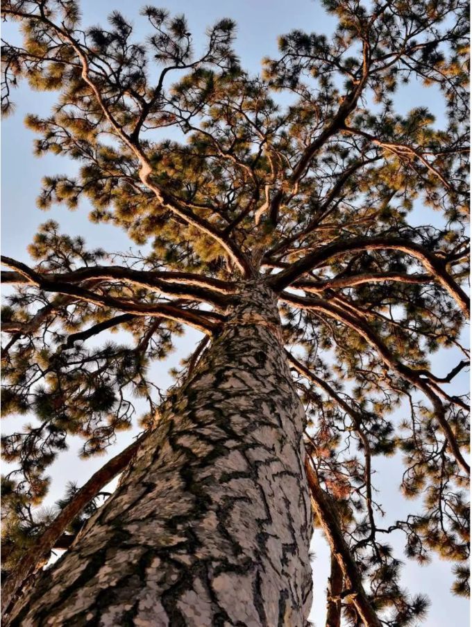 Sicht von unten gegen einen Nadelbaum mit weisser Rinde - zvg Stadt Basel Sicht von unten gegen einen Nadelbaum mit weisser Rinde - zvg Stadt Basel