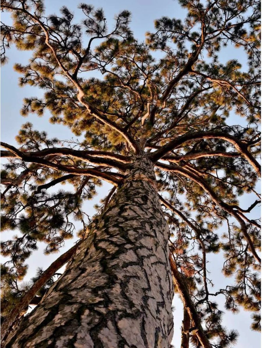 Sicht von unten gegen einen Nadelbaum mit weisser Rinde - zvg Stadt Basel