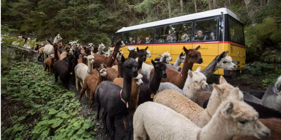 Ihr Weg führte sie über die steilste Postautostrecke Europas bis zum Tschingelsee.