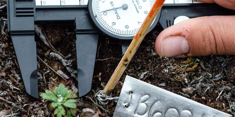 Über 50’000 Pflanzen haben Forschende aus aller Welt in der Arktis vermessen. Bild: Anne Bjorkman