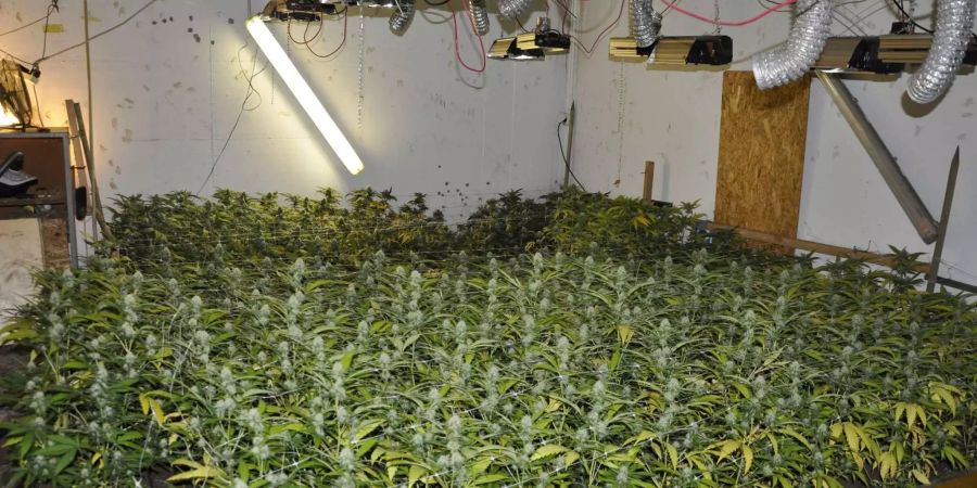 Indoor Hanfanlage - zvg Kantonspolizei Solothurn