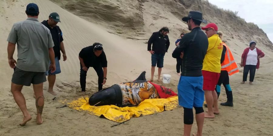 Naturschützer und Freiwillige haben es geschafft, sechs gestrandete Wale zum Schwimmen zu bringen.