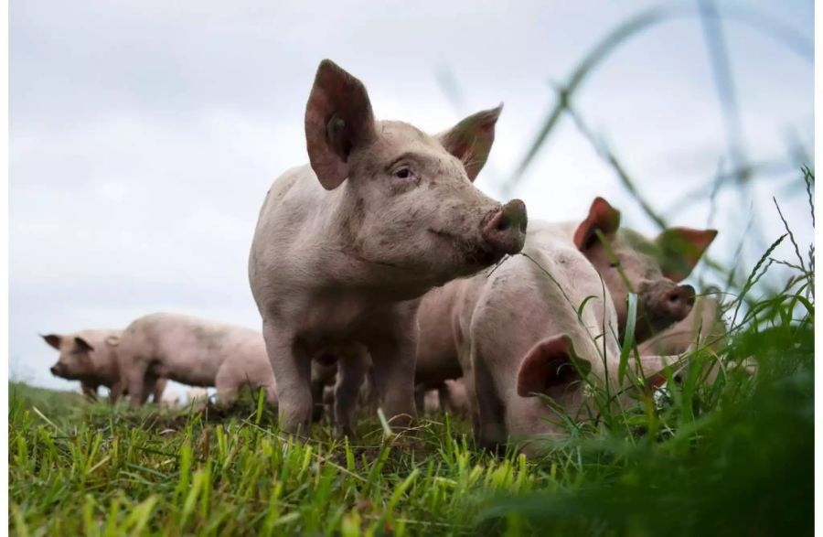 Schweine auf dem Gutsbetrieb Massnahmenzentrum Kalchrain, am Mittwoch, 13. Juni 2018 in Huettwilen.