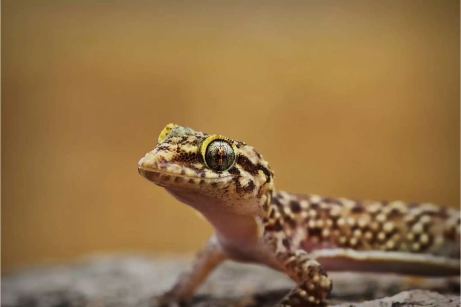 Geckos wie dieser europäische Halbfinger, auch Hausgecko genannt, sind die wahren Superhelden der Tierwelt. Bild: Shutterstock