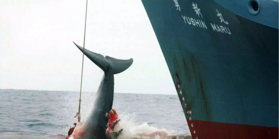 Das schreckliche Bild zeigt einen harpunierten Wal, der an Bord des japanischen Walfangschiffes «Yushin Maru» gezogen wird.