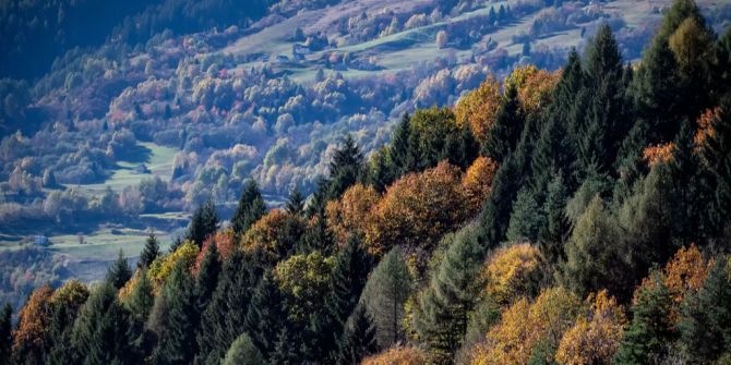 Wald im Bleniotal