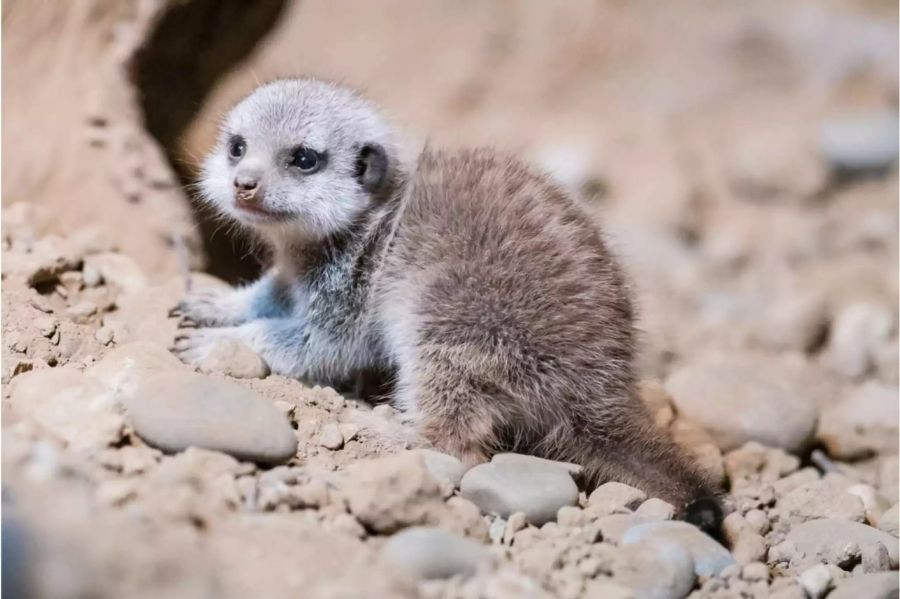Neugeborenes Erdmännchen im Zoo Basel - Keystone