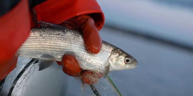 Eine Berufsfischerin hält auf dem Bodensee ein Felchen in der Hand.