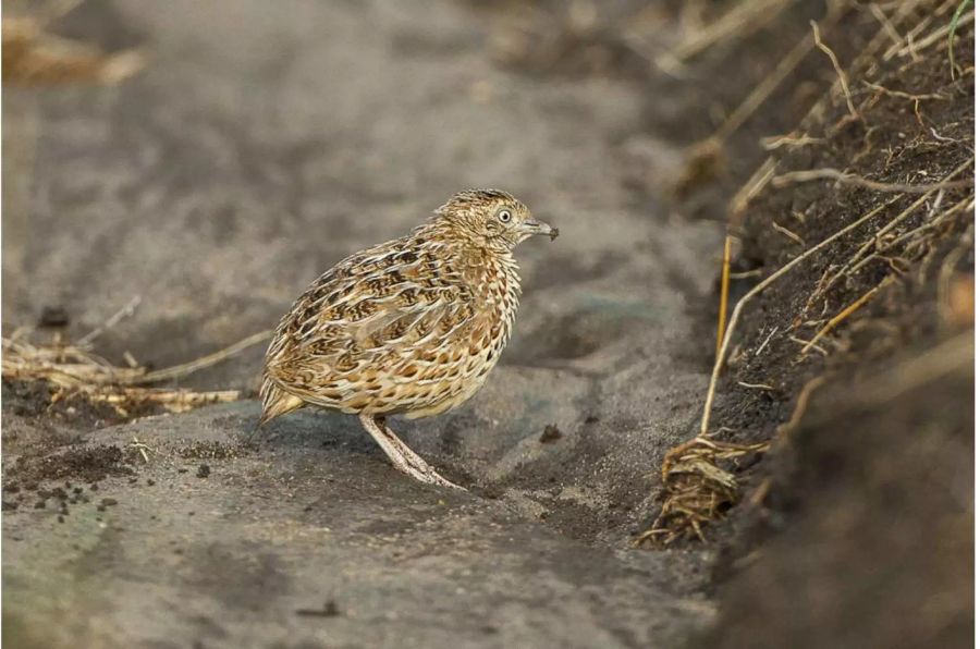 Diese Laufhühnchen-Unterart wurde in Afrika fotografiert, wo sie noch existiert. In Europa aber ist der Vogel seit über 40 Jahren nicht mehr gesichtet worden. Bild: Wikimedia Commons/ Francesco Veronesi
