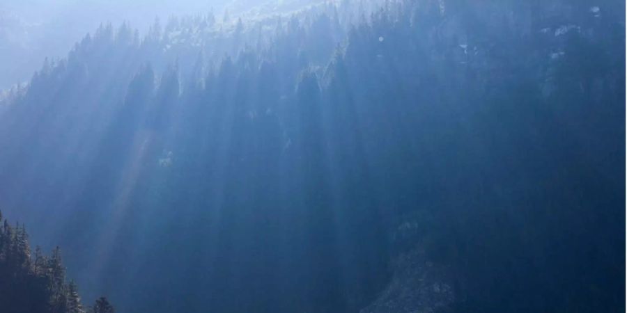 Sonnenlicht durchflutet die Wälder am Göschenen UR.