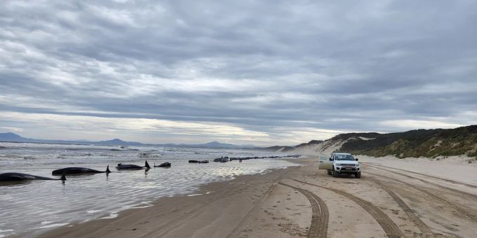 Schon wieder! - Über 200 Wale sind in Tasmanien gestrandet