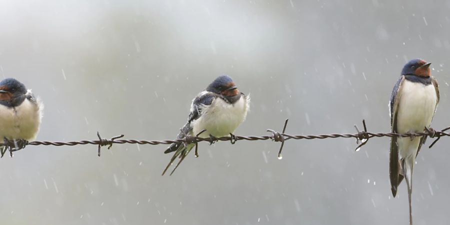 Vom Regen zerzaust: Zwangspause für die Rauchschwalben.