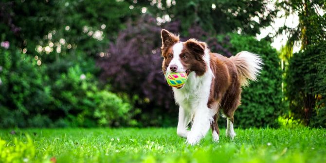 Hund mit Ball