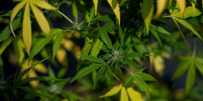 Cannabispflanze Cannabispflanze
