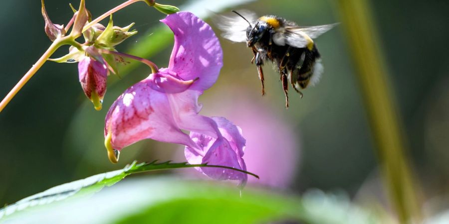 Eine Hummel fliegt auf die Blüte eines Drüsigen Springkrauts (Impatiens glandulifera) zu.