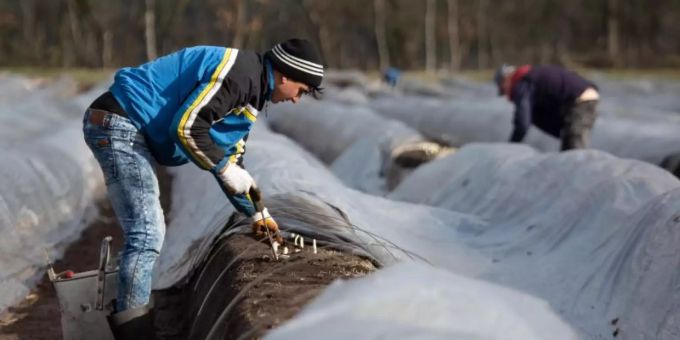 Wer in der Landwirtschaft tätig ist, ist selbstständig erwerbend. Die Arbeitsbedingungen sind darum oft etwas anders, als bei Angestellten. Frauenstreik Bäuerin Landfrau
