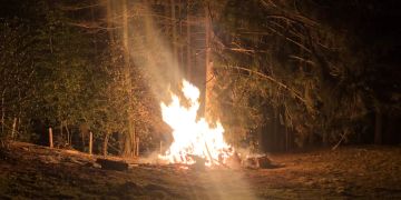 Feuer in einem Wald