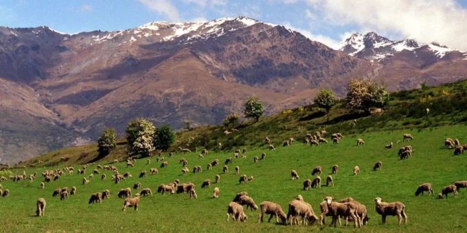 Neuseeland: Schafe, so weit das Auge reicht. Aber die Zahlen sinken. (Archivbild) Neuseeland Schafe Rückgang