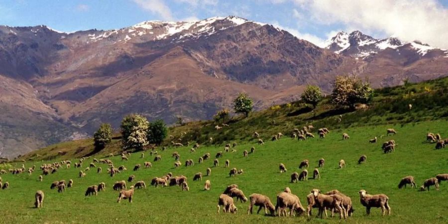 Neuseeland Schafe Rückgang
