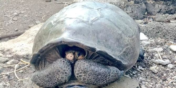 Riesenschildkröte Ausgestorben Nicht