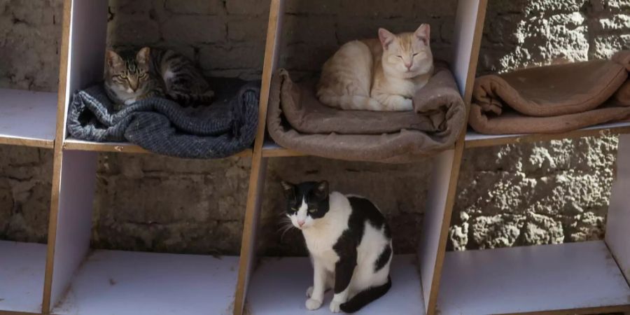 Katzen in Ägypten