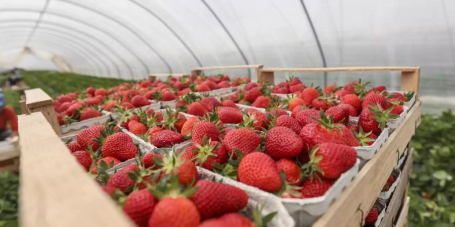 Erdbeeren aus Folienanbau werden nach der Ernte in Körben gestapelt. Foto: Lukas Görlach