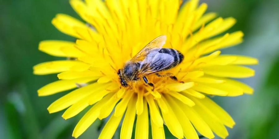 Löwenzahn ist eine gute Nahrungsquelle. Aber: Nicht alles, was bunt blüht, nährt die heimischen Insekten. Foto: Jan Woitas