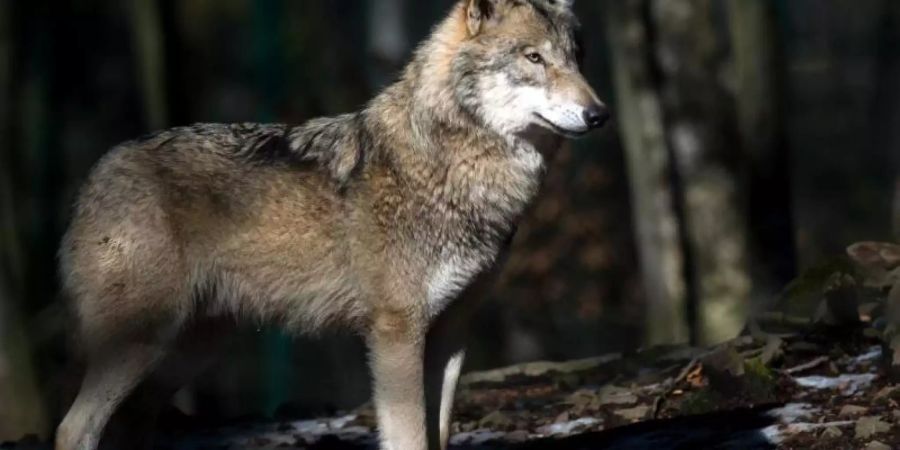 Ein Wolf steht in seinem Freigehege im Tierpark Hexentanzplatz in Sachsen-Anhalt. Foto: Klaus-Dietmar Gabbert/Symbolbild