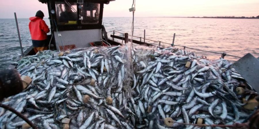 Fischer mit Netzen voller Hering