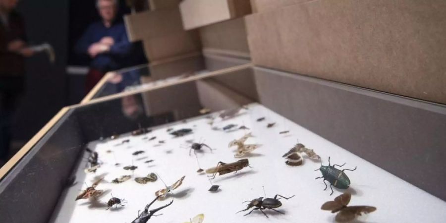 Wird man Insekten künftig nur noch aufgespiesst betrachten können? In der Schweiz sind 60 Prozent der Insektenarten gefährdet, unter anderem die Heuschrecken und die Libellen. (Archiv)