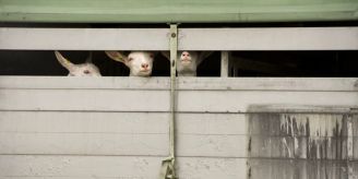 Vernehmlassung - Bundesrat will Nacht-Transport lebender Tiere generell zulassen