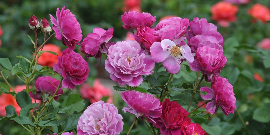 Strauch mit Rosen in verschiedenen Farben