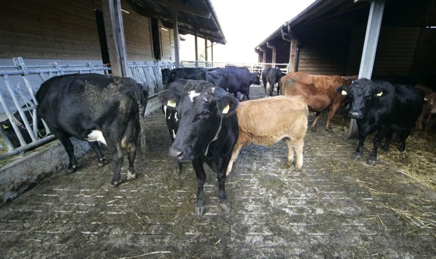 Auf diesem Schweizer Hof brach 2007 die Blauzungen-Krankheit aus.