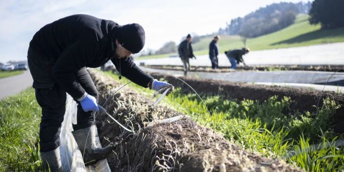 Spargelstecher ernten die Spargeln auf einem Feld eines Spargelhofs. (Symbolbild) Spargeln