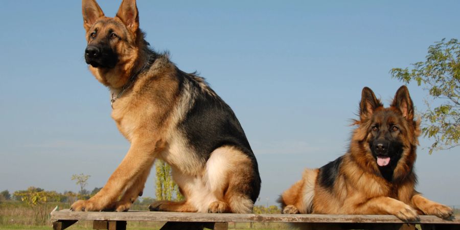 Deutsche Schäferhunde haben viele Gemeinsamkeiten mit King Shepherds.