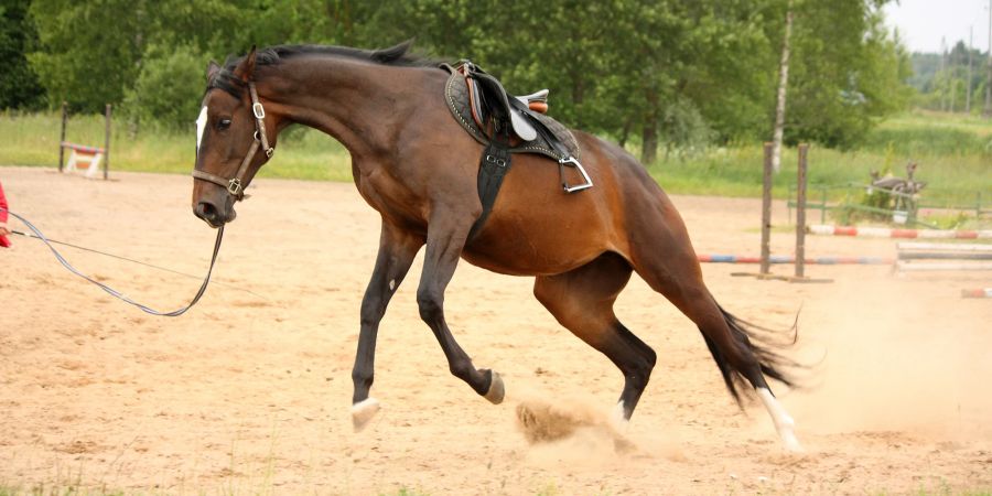 Pferd bockt an der Longe.