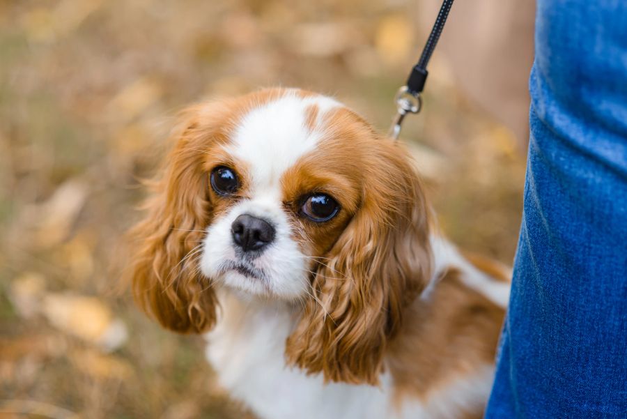 Royal: Der Cavalier King Charles Spaniel kostet in der Schweiz rund 1500 Franken. Damit gehört er zu den teuren Hunderassen.