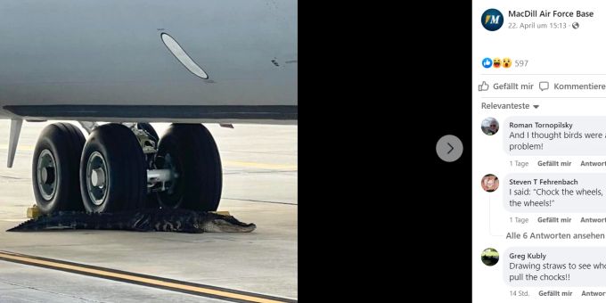 Dieser Alligator wollte scheinbar ins Flugzeug steigen: Er blockierte die Reifen eines Militärfliegers in Florida. alligator militärflugzeug