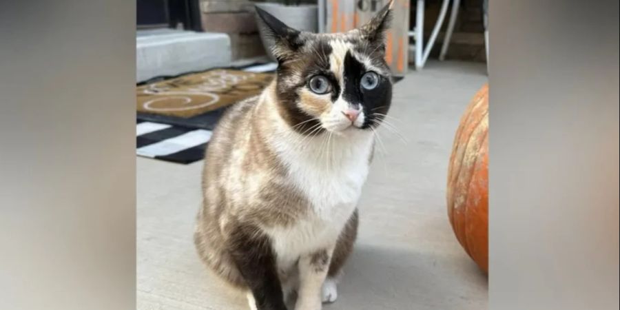 Katze Amazon