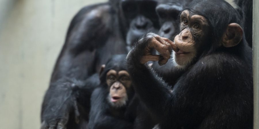 Schimpansen schlafen länger, wenn sie in einer Gruppe sind. (Archivbild)