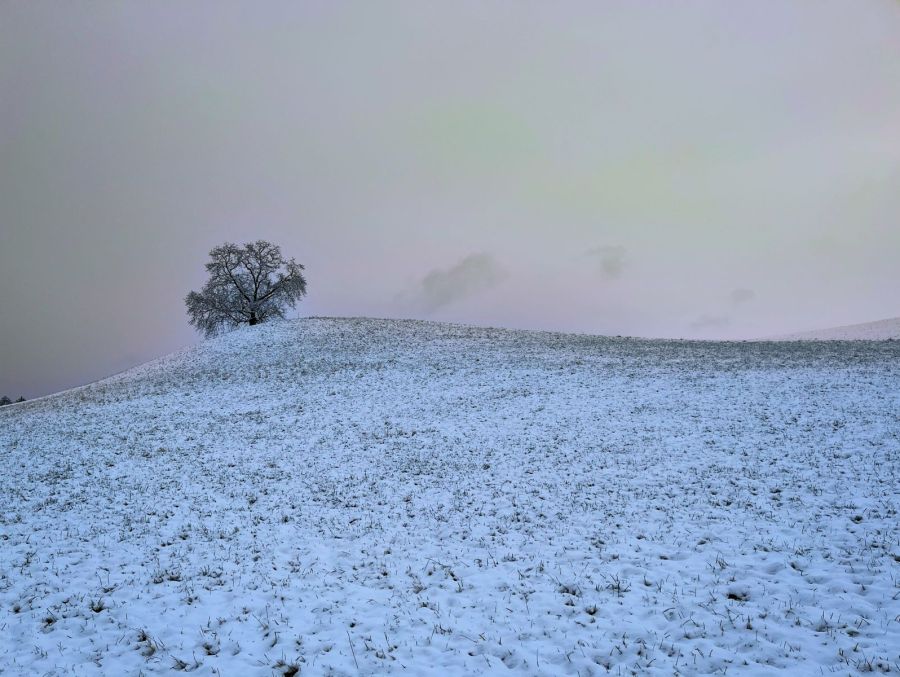 Eine weiss gepuderte Wiese in Mittelhäusern.